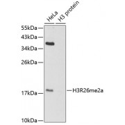 Western blot analysis of extracts of various cell lines, using Asymmetric Dimethyl-Histone H3-R26 antibody (abx000022).