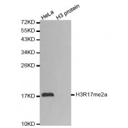 Western blot analysis of extracts of various cell lines, using Asymmetric Dimethyl-Histone H3-R17 antibody (abx000024).