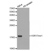 Western blot analysis of extracts of various cell lines, using Monomethyl-Histone H3-R17 antibody (abx000025).
