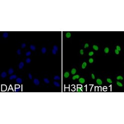 Histone H3R17me1 Antibody