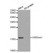 Western blot analysis of extracts of various cell lines, using H3R2me1 antibody (abx000028).