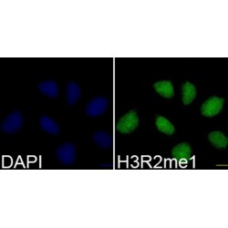 Histone H3R2me1 Antibody