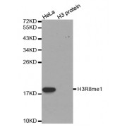 Western blot analysis of extracts of various cell lines, using Monomethyl-Histone H3-R8 antibody (abx000030).