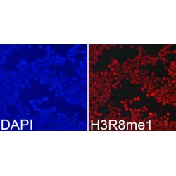Histone H3R8me1 Antibody