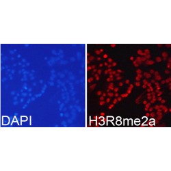 Histone H3R8me2a Antibody