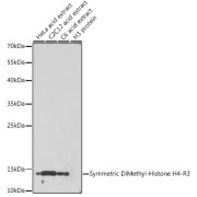 Western blot analysis of extracts of various cell lines, using Symmetric Dimethyl-Histone H4-R3 antibody (1/1000 dilution).