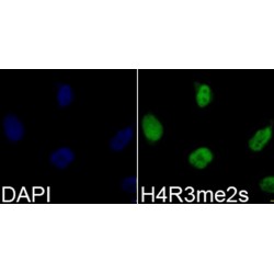 Histone H4R3me2s Antibody