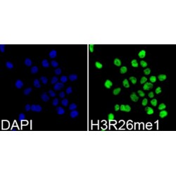Histone H3R26me1 Antibody