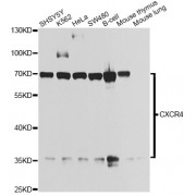 Western blot analysis of extracts of various cell lines, using CXCR4 antibody (abx000047) at 1/1000 dilution.