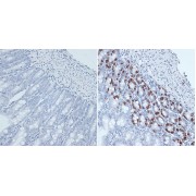 Immunohistochemistry of paraffin-embedded mouse jejunum using BrdU antibody (abx000064) at dilution of 1:300 (40x lens).