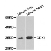 Western blot analysis of extracts of various cell lines, using CDX1 antibody (abx000084) at 1/1000 dilution.