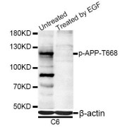 Western blot analysis of extracts of C6 cells, using Phospho-APP-T668 antibody (abx000096) at 1/1000 dilution. C6 cells were treated by EGF.