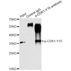 Cyclin Dependent Kinase 1 Phospho-Tyr15 (CDK1 pY15) Antibody