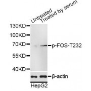 Western blot analysis of extracts of HepG2 cells, using Phospho-FOS-T232 antibody (abx000123) at 1/1000 dilution. HepG2 cells were treated by 10% FBS for after serum-starvation overnight.