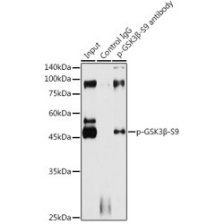 Glycogen Synthase Kinase 3 Beta Phospho-Ser9 (GSK3B pS9) Antibody
