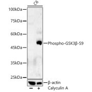 Western blot analysis of extracts of C6 cells, using GSK3B pS9 antibody (1/500 dilution).