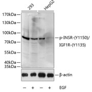 Western blot analysis of extracts of 293 and HepG2 cells (25 µg per lane), using Phospho-INSR-Y1150/IGF1R-Y1135 antibody (1/1000 dilution), followed by <a href="https://www.abbexa.com/index.php?route=product/search&search=abx005548" target="_blank">abx005548</a> - HRP-conjugated Goat Anti-Rabbit IgG, H+L antibody (1/10000 dilution) and 3% BSA blocking. 293 cells were treated by EGF (25 µg/ml) for 30 minutes after serum-starvation overnight. HepG2 cells were treated by EGF (100ng/ml) for 30 minutes after serum-starvation overnight.