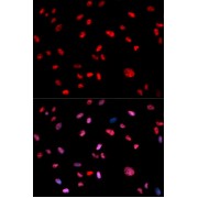 Immunofluorescence analysis of U2OS cells using Phospho-Jun-T239 antibody (abx000134). Blue: DAPI for nuclear staining.