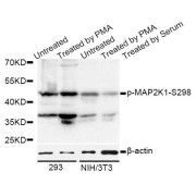 Western blot analysis of extracts of 293 and NIH/3T3 cells, using Phospho-MAP2K1-S298 antibody (abx000141) at 1/1000 dilution. 293 cells were treated by PMA/TPA (200nM) for 30 minutes after serum-starvation overnight. NIH/3T3 cells were treated by PMA/TPA (200nM) for 30 minutes after serum-starvation overnight.