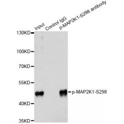 MAP2K1 (pS297) Antibody