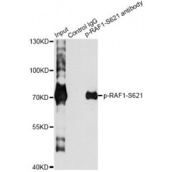 RAF1 (pS621) Antibody