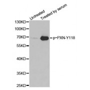 Western blot analysis of extracts from 3T3 cells, using phospho-PXN-Y118 antibody (abx000208).