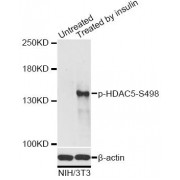 Western blot analysis of extracts of NIH/3T3 cells, using Phospho-HDAC5-S498 antibody (abx000254) at 1/2000 dilution. NIH/3T3 cells were treated by Insulin (100nM) for 10 minutes after serum-starvation overnight.