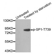 Western blot analysis of extracts from 3T3 cells, using Phospho-SP1-T739 antibody (abx000283).
