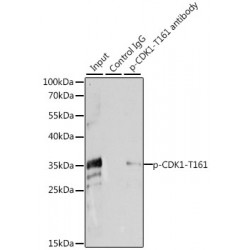 Cyclin Dependent Kinase 1 Phospho-Thr161 (CDK1 pT161) Antibody