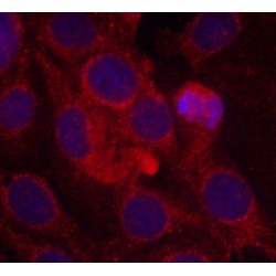 KDR (pY1175) Antibody