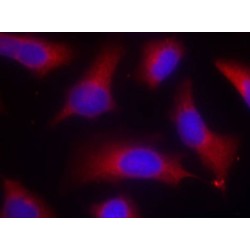 Microtubule-Associated Protein Tau Phospho-Ser262 (MAPT pS262) Antibody