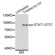 Western blot analysis of extracts from 293 cells, using Phospho-STAT1-S727 antibody (abx000500).