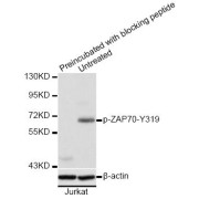 Western blot analysis of extracts of Jurkat cells, using phospho-ZAP70-Y319 antibody (abx000514) and the same antibody preincubated with blocking peptide.