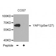 Western blot analysis of extracts from COS7 tissue,using Phospho-YAP1-S127 antibody (abx000521).The lane on the right is treated with the antigen-specific peptide.