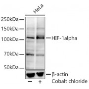 WB analysis of extracts of HeLa cells, using HIF1a Antibody (1/1000 dilution).