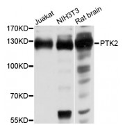 Western blot analysis of extracts of various cell lines, using PTK2 antibody (abx000528) at 1/1000 dilution.