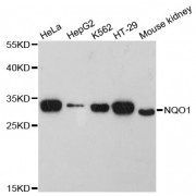 Western blot analysis of extracts of various cell lines, using NQO1 antibody (abx000532) at 1:3000 dilution.