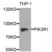 Western blot analysis of extracts of THP-1 cells, using PIK3R1 antibody (abx000536) at 1/1000 dilution.