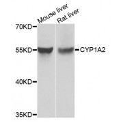 Western blot analysis of extracts of various cell lines, using CYP1A2 antibody (abx000541) at 1/1000 dilution.
