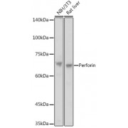 Western blot analysis of extracts of various cell lines, using PRF1 antibody (1/1000 dilution).