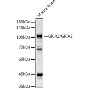 Western blot analysis of mouse brain extract, using GRIA2 antibody (1/1000 dilution).