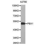 Western blot analysis of extracts of A2780 cells, using PBX1 antibody (abx000562).