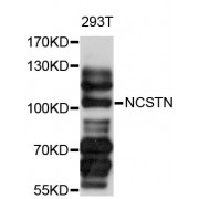Western blot analysis of extracts of 293T cells, using NCSTN antibody (abx000564) at 1/1000 dilution.