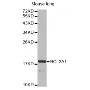 Western blot analysis of extracts of mouse lung, using BCL2A1 antibody (abx000565).