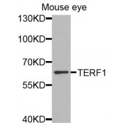Western blot analysis of extracts of mouse eye, using TERF1 antibody (abx000566) at 1/1000 dilution.