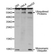 Western blot analysis of extracts of various cell lines, using UBB antibody (abx000577).