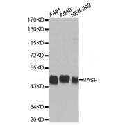 Western blot analysis of extracts of various cell lines, using VASP antibody (abx000578).