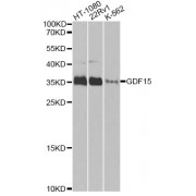 Western blot analysis of extracts of various cell lines, using GDF15 Antibody (abx000584) at 1/1000 dilution.