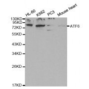 Western blot analysis of extracts of various cell lines, using ATF6 antibody (abx000591) at 1/1000 dilution.