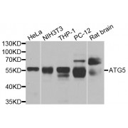 Western blot analysis of extracts of various cell lines, using ATG5 antibody (abx000592) at 1/1000 dilution.